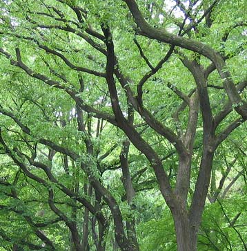 elm tree identification. Dutch Elm Disease